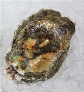 Kumamoto Oyster Shucked