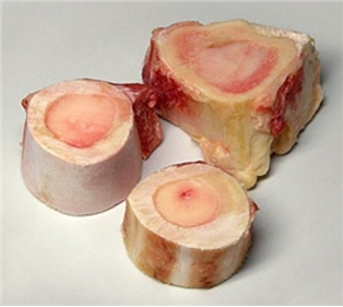 Bone With Marrow