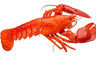 Lobsters Steamed 1.5 Lb