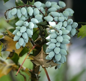 Teardrop Grapes