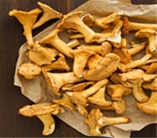Mushroom Chanterelle