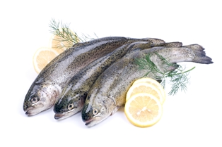 Brook Trout(Rainbow Trout)