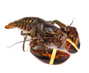 Live 2 lb Lobsters