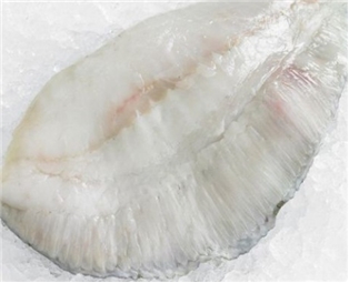 Turbot  Fillet