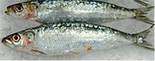 Sardines Portuguese