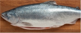 Salmon King All Nat Abhf New Zealand