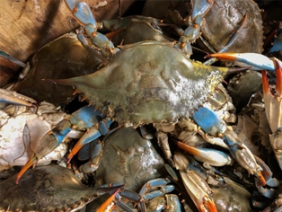 Crabs Soft Shell
