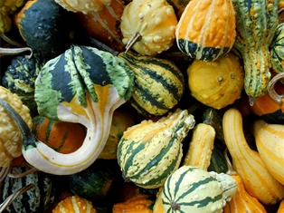 Gourds