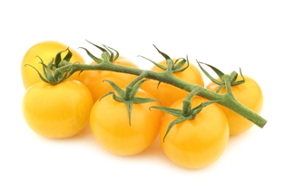 Holland Yellow Tomatoes On Vine