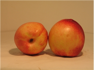 White Nectarine