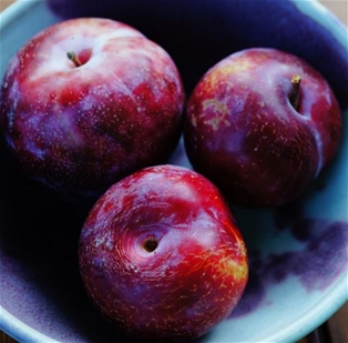 Plumcots