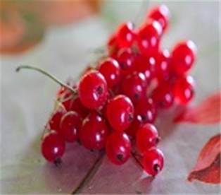 Hurst&#39;s Red Currants