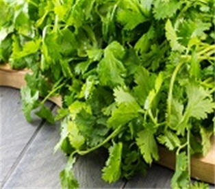 Organic Cilantro