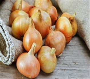 Yellow Onions, Organic