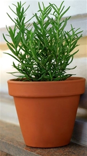 Potted Rosemary 6&quot;