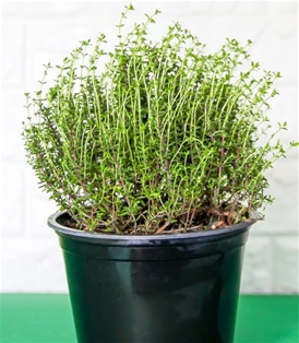 Potted Thyme 6&quot;