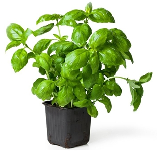 Potted Basil 6&quot;