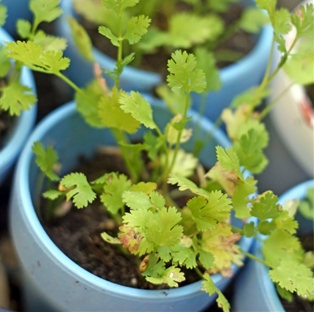 Potted Cilantro 4&quot;