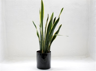 Large House Plant