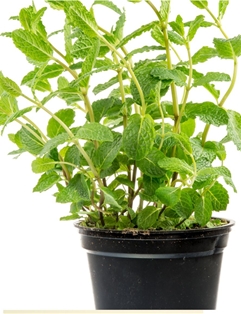 Potted Mint  4&quot;