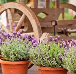 Potted Lavender 4&quot;