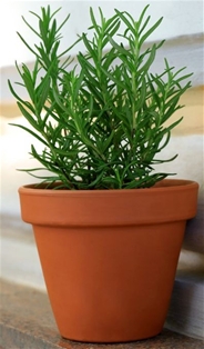 Potted Rosemary 4&quot;