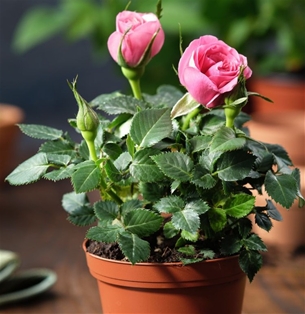 Potted Herb Mini Rose 4&quot;
