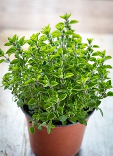 Potted Herb Small Oregano Poleo 4&quot;