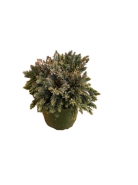 Medium House Plant 6&#39;&#39;