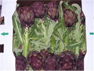 Long Stem Artichokes