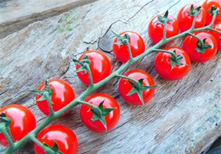 Sapori Sweet Cocktail Tomatoes