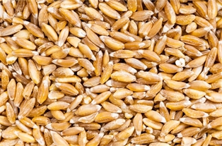 A&amp;V Organic Farro 25 OZ