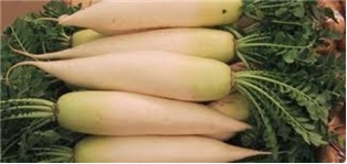 Organic Daikon Radish Bunch