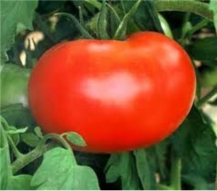 Whopper Beefsteak Tomatoes