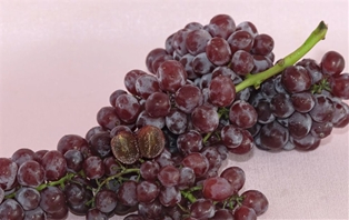 Grapes Candy Snaps