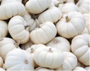 Pumpkin Mini White