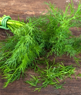 Soli Organic Dill .5oz