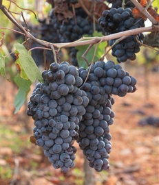 Organic Thomchord Grapes (16oz)