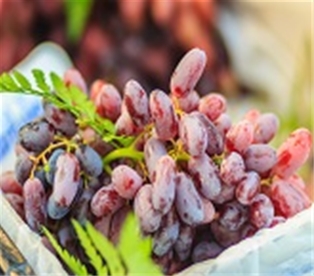 Witch Finger Grapes