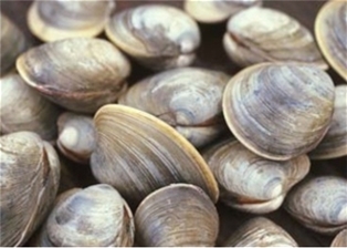 Little Neck Clams (Dozen)